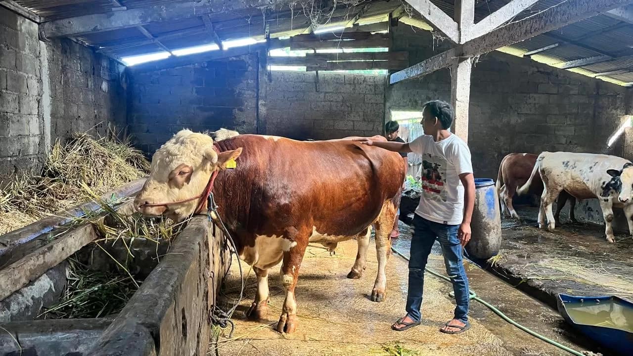 Peternakan Sapi Prabowo