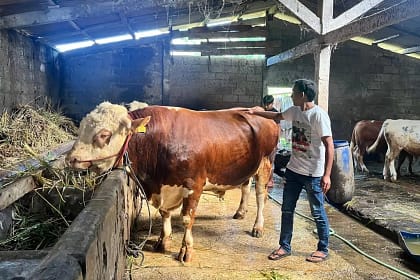 Peternakan Sapi Prabowo