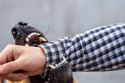 Serangan anjing liar Polewali Mandar